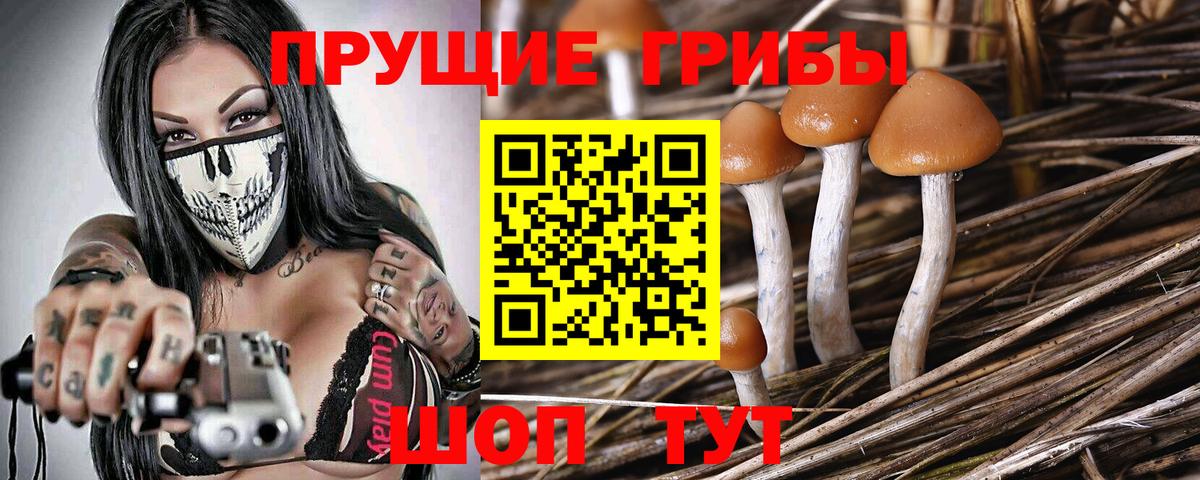 Псилоцибиновые грибы Psilocybe Ишим